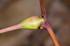 Neolasioptera vitinea