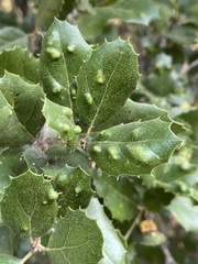 Aceria mackiei