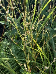 Polygonum ramosissimum