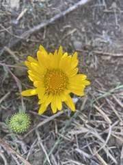 Grindelia hirsutula