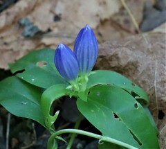 Gentiana andrewsii