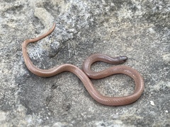 Tantilla gracilis