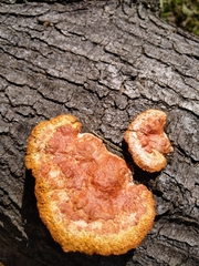 Trametes coccinea