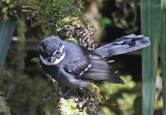 Friendly Fantail photo 4
