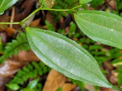 Smilax lanceifolia