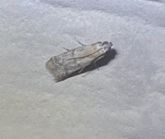 Pigritia