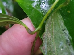 Smilax lanceifolia