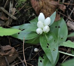 Gentiana andrewsii