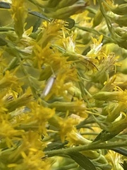Homoeosoma electella