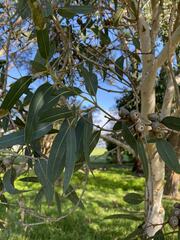 Eucalyptus megacarpa