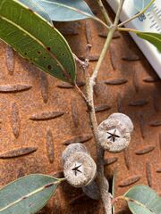 Eucalyptus megacarpa