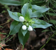 Gentiana andrewsii