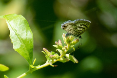 Leptotes cassius