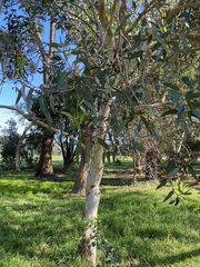 Eucalyptus megacarpa