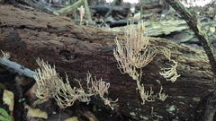 Clavariaceae