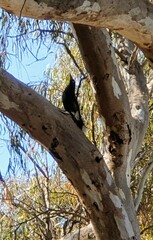 Strepera versicolor melanoptera