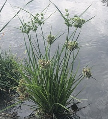 Cyperus eragrostis