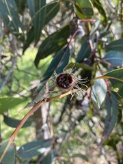 Eucalyptus megacarpa