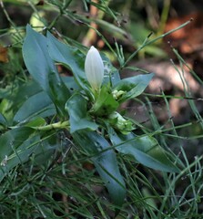 Gentiana andrewsii