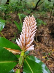 Alpinia shimadae