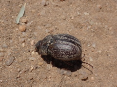 Phyllophaga lanceolata
