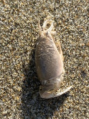 Emerita analoga