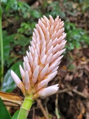Alpinia shimadae