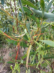 Acacia falcata