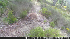 Macropus fuliginosus