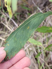 Acacia falcata