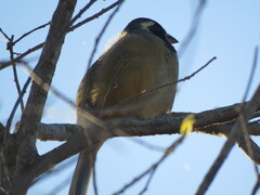 Saltator aurantiirostris