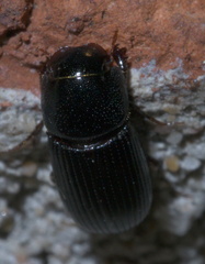 Ataenius