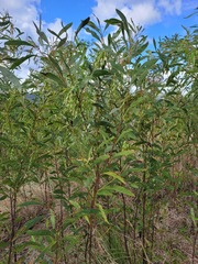 Acacia falcata
