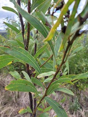 Acacia falcata