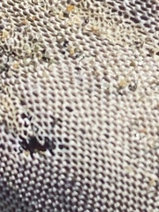 Jellyella tuberculata