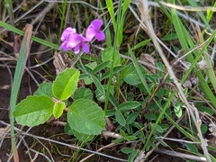 Glycine rubiginosa