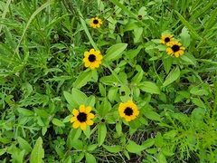Sanvitalia procumbens