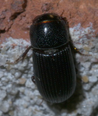 Ataenius