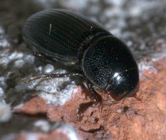 Ataenius