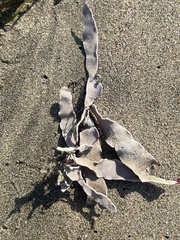 Jellyella tuberculata