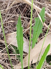 Plantago cunninghamii