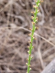 Plantago cunninghamii