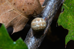 Kermesidae