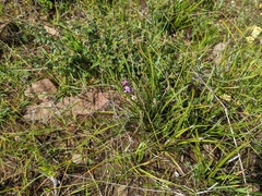 Glycine rubiginosa