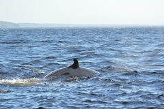 Balaenoptera acutorostrata