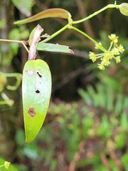 Smilax glabra