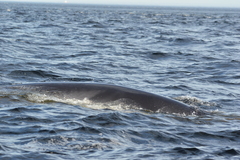 Balaenoptera acutorostrata