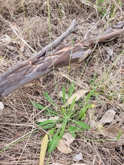 Plantago cunninghamii