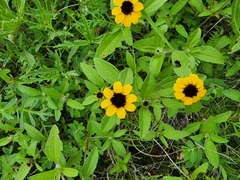 Sanvitalia procumbens