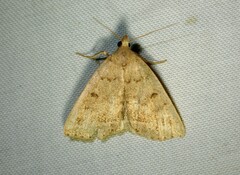 Zanclognatha jacchusalis